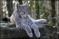 A quelle famille appartient le Lynx Boral ?