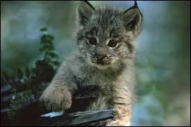 A quel ge la femelle du Lynx peut-elle avoir des petits ?