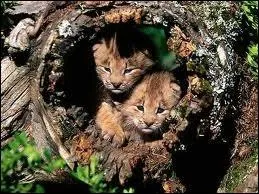 Quelles est la dure de gestation d'une lynx ?