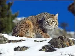 Depuis quand le Lynx est-il un animal protg ?