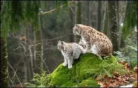 Le Lynx est un prdateur qui chasse en groupe...