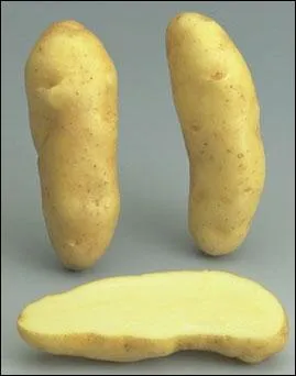 Cette longue pomme terre est une . .