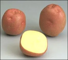 Cette pomme de terre est une ... . .