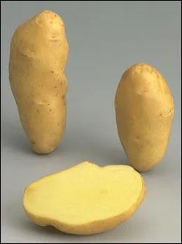 Cette pomme de terre s'appelle ...