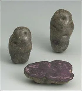 Comment s'appelle-t-elle ?