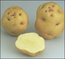 Celle-l porte le nom d'un institut c'est ...