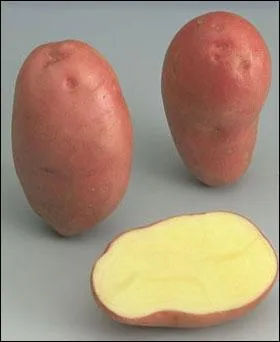 Cette pomme de terre rose-violet s'appelle . .