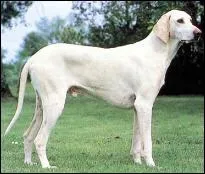 Ce chien haut sur pattes est un ...