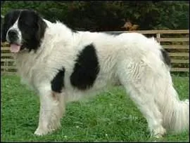 Ce chien noir et blanc est un ...