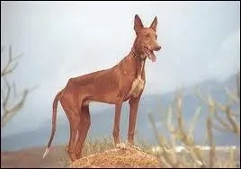 Comment s'appelle ce chien ?