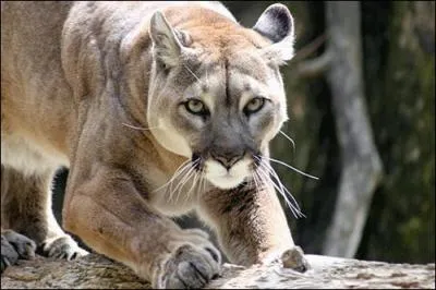 En Floride, le puma est appel panthre !