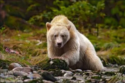 Le grizzli est une sous-espce de l'ours brun !