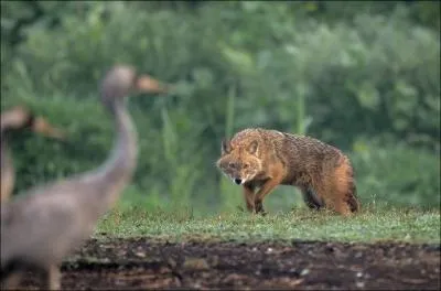 Loups, renards, coyotes, chacals et autres canids sont des plantigrades !