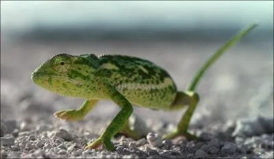 Cet animal est un gecko !