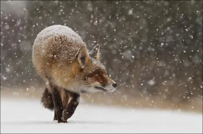 Il y a des renards en Australie !