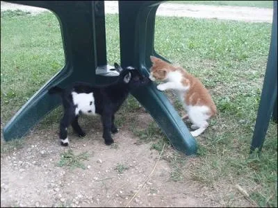 Il y a un chien et un chat sur cette photo !