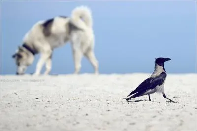 Cet oiseau est appel corbeau-pie !