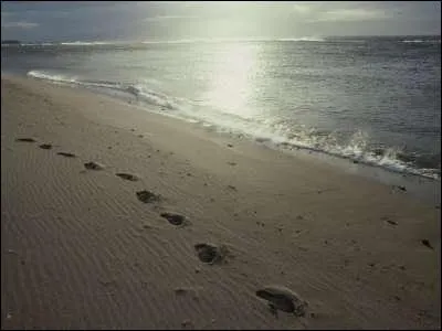 Qu'est-ce qu'un ichnologue ?