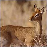 Quel est le nom de cette antilope naine qui mesure entre 30 et 43 cm à l'épaule ?