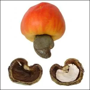 Sur quel arbre pousse la noix de cajou ?