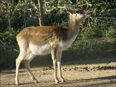 A quelle famille appartiennent les antilopes ?