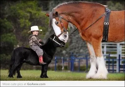 En dessous d'une certaine taille, un cheval est appel poney :