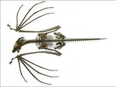 En 1912, des archologues australiens ont dcouvert un squelette de dragon.