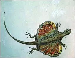 Dans quelle rgion du monde peut-on voir des dragons volants ?