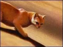 Qui est la compagne d'Etoile de Feu ?