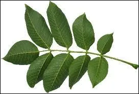 Deux cerneaux lovs au creux d'une coque ligneuse, chaque quartier d'un cerneau spar par le zeste s'appelle une cuisse.