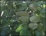 Il fleurit  la fin de l'hiver et recouvre le sol de dlicats ptales d'un blanc ros. Ce sont les larmes de l'amant de Phyllis.