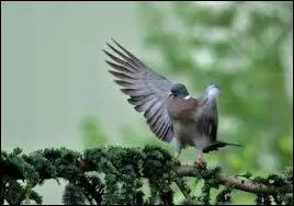 Palombe, ortolan, bcasse, grive, oie. Vignobles, fraises, noix, prune, mas. Bastides, pigeonniers ronds, orthogonaux, quadrangulaires, gariottes. Une dclinaison de particularits qui nous situe en :