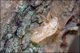 Vous les trouverez entre Eyguires et Eygalires, sur la route des oliviers, accroches aux troncs des arbres.