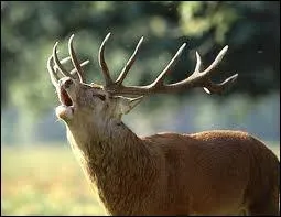 Compltez ces vers d'Etienne Tappecoue qui s'adresse  un cerf.   Bonjour, ..... ami, comment vont vos ... . ? - a ... . !  