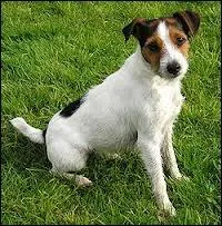 Comment s'appelle ce chien ?