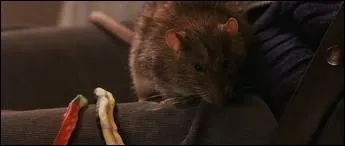 Comment s'appelle le rat de Ron ?