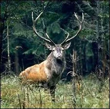 Le mot commence par : D� ...