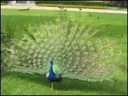 Le mot commence par : D ...