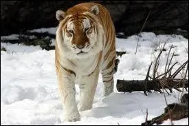 Ce tigre existe-t-il vraiment ?