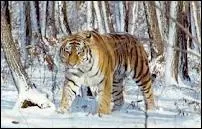 Quel est le poids d'un tigre de Sibrie mle, en moyenne ?