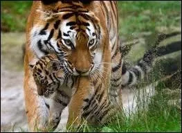 A quel ge les tigresses atteignent-elles leur maturit sexuelle ?