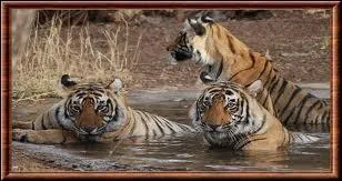 Combien de temps dure la gestation d'une tigresse ?