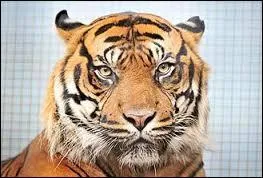 Quel est l'ennemi naturel le plus redout par le tigre ?