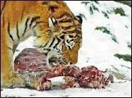 Combien de kilos de viandes peut dvorer un tigre par jour ?