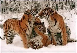 Le tigre vit-il en groupe ?