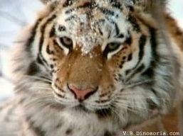 Quiz Tigres