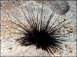 Dans la poche pour...