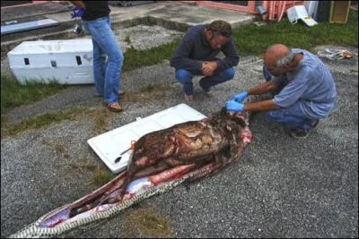 Depuis quelques annes, un animal inattendu fait de gros dgts dans les Everglades, en Floride !