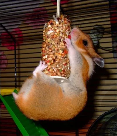 Il existe un hamster carnassier, trs dangereux pendant la priode du rut !