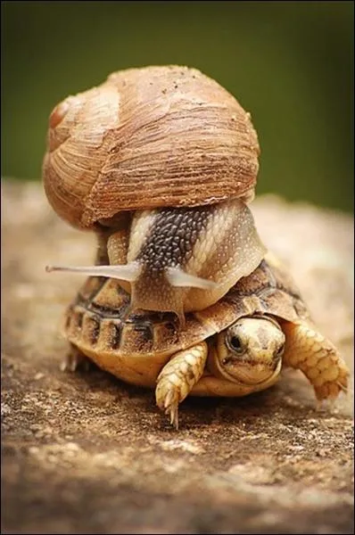 Le petit de la tortue et de l'escargot s'appelle le tortesgot !